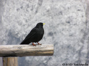 Chough - Photo By Tom Mavilia